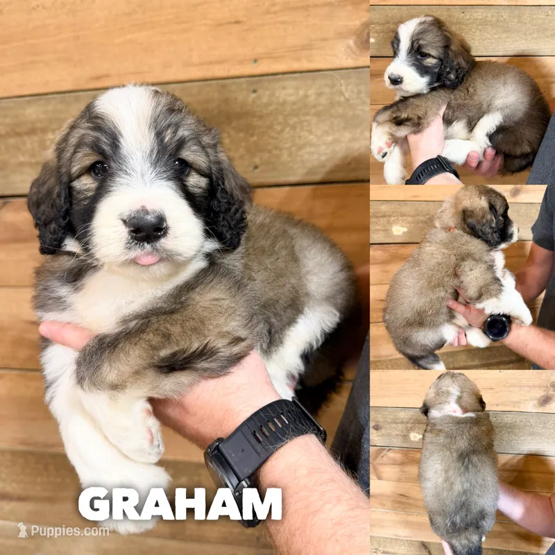 Graham - standard f1b – Saint Berdoodle puppy for sale in Columbia City, IN