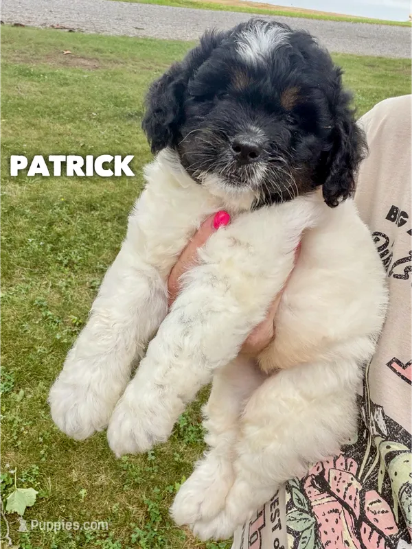 Patrick - Micro Mini F1b – Miniature Goldendoodle puppy for sale in Columbia City, IN