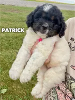 Patrick - Micro Mini F1b, a male Miniature Goldendoodle for sale in Columbia City, IN – 1 of 1
