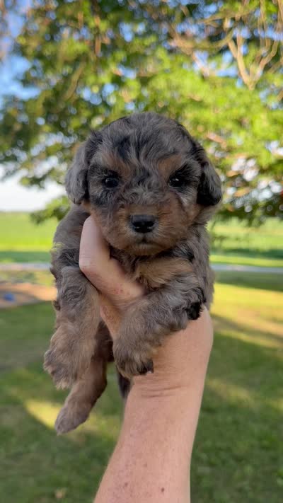 Starling - Micro Mini F1b, a female Miniature Aussiedoodle for sale in Columbia City, IN – 8 of 8
