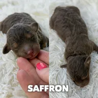 Saffron - Micro Mini F1b, a female Miniature Aussiedoodle for sale in Columbia City, IN – 1 of 4