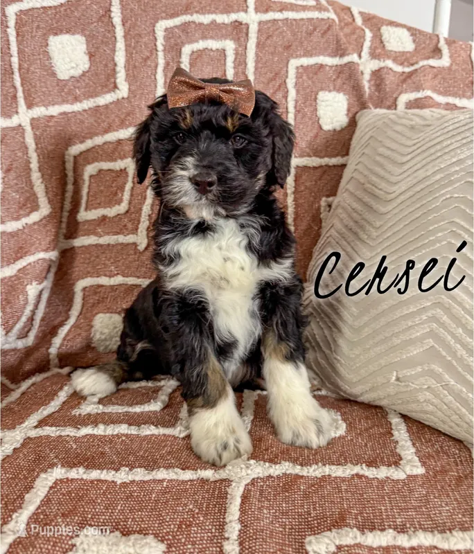 Cersei - Standard F1