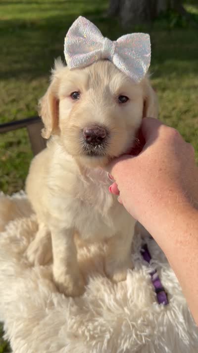 Marigold - F1b, a female Goldendoodle for sale in Columbia City, IN – 10 of 10