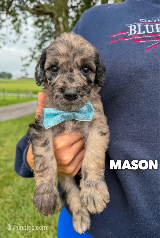 Mason - Standard F1b – Goldendoodle puppy for sale in Columbia City, IN