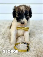 George - standard f1b, a male Saint Berdoodle for sale in Columbia City, IN – 2 of 3