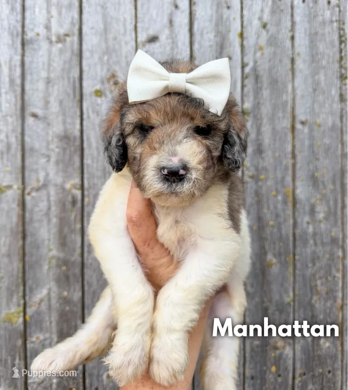 Manhattan - Standard F1b – Goldendoodle puppy for sale in Columbia City, IN