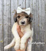 Manhattan - Standard F1b, a female Goldendoodle for sale in Columbia City, IN – 4 of 7