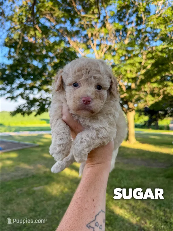 Sugar - Micro Mini F1b – Miniature Aussiedoodle puppy for sale in Columbia City, IN