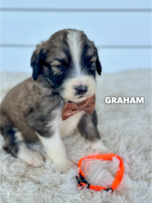 Graham - standard f1b – Saint Berdoodle puppy for sale in Columbia City, IN