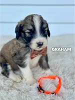 Graham - standard f1b, a male Saint Berdoodle for sale in Columbia City, IN – 1 of 2