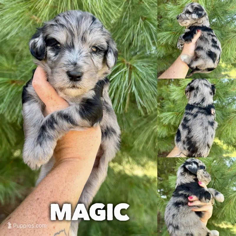 Magic - Standard F1b – Goldendoodle puppy for sale in Columbia City, IN