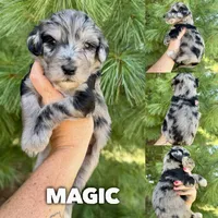 Magic - Standard F1b, a male Goldendoodle for sale in Columbia City, IN – 1 of 3