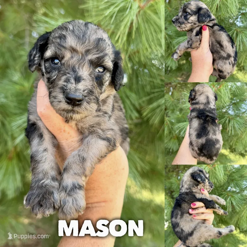 Mason - Standard F1b – Goldendoodle puppy for sale in Columbia City, IN