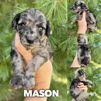 Mason - Standard F1b, a male Goldendoodle for sale in Columbia City, IN – 1 of 2