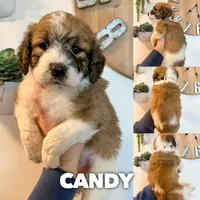 Candy - Standard F1b, a female Saint Berdoodle for sale in Columbia City, IN – Photo 1 of 4