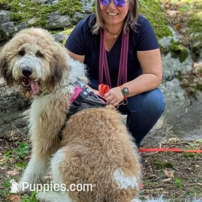Candy - Standard F1b, a female Saint Berdoodle for sale in Columbia City, IN – Photo 3 of 4