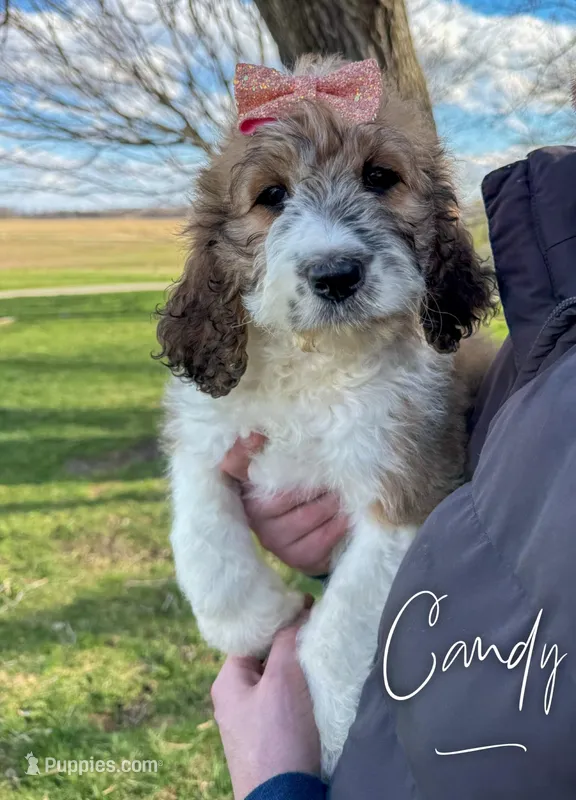 Candy - Standard F1b – Saint Berdoodle puppy for sale in Columbia City, IN