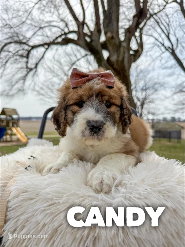 Candy - Standard F1b – Saint Berdoodle puppy for sale in Columbia City, IN