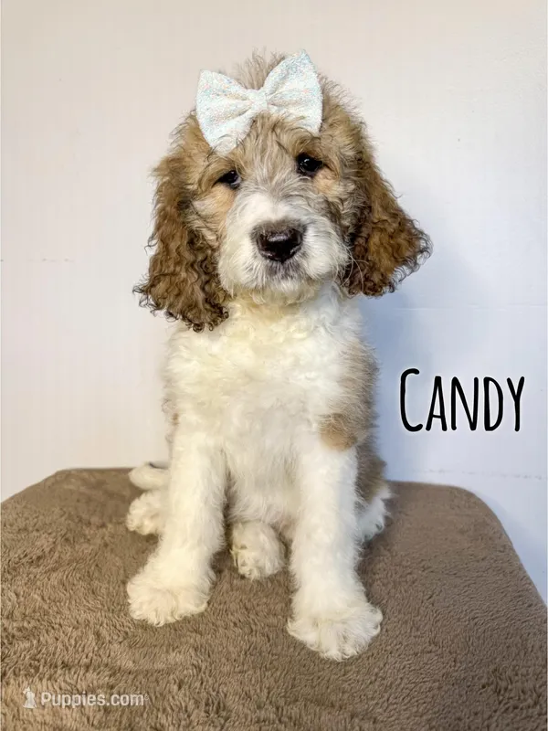 Candy - Standard F1b – Saint Berdoodle puppy for sale in Columbia City, IN