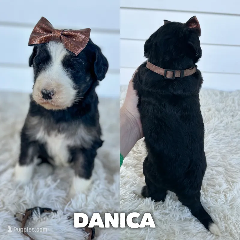 Danica - standard f1b – Aussiedoodle puppy for sale in Columbia City, IN