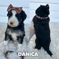 Danica - standard f1b, a female Aussiedoodle for sale in Columbia City, IN – 1 of 3