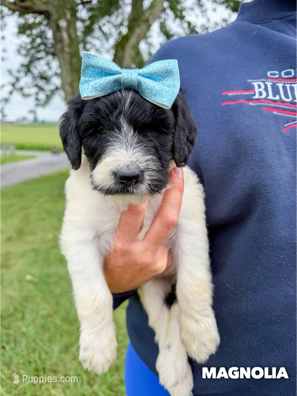 Magnolia - Standard F1b – Goldendoodle puppy for sale in Columbia City, IN