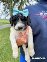 Magnolia - Standard F1b, a female Goldendoodle for sale in Columbia City, IN – 3 of 7