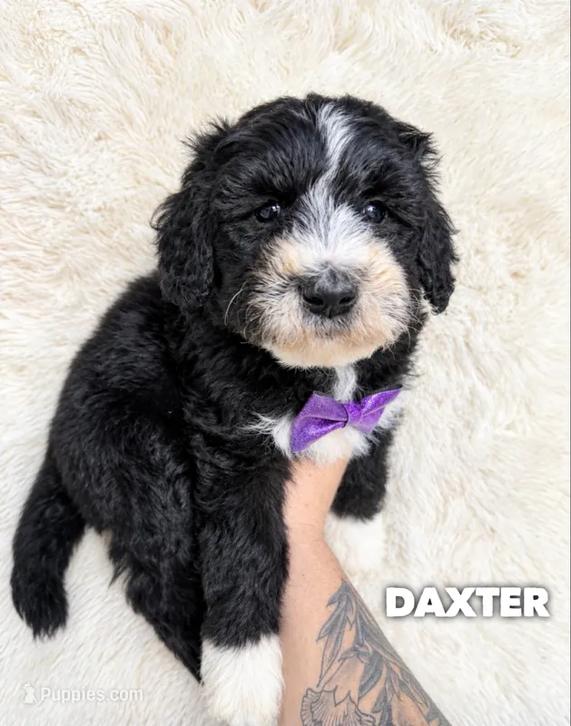 Daxter - standard f1b – Aussiedoodle puppy for sale in Columbia City, IN