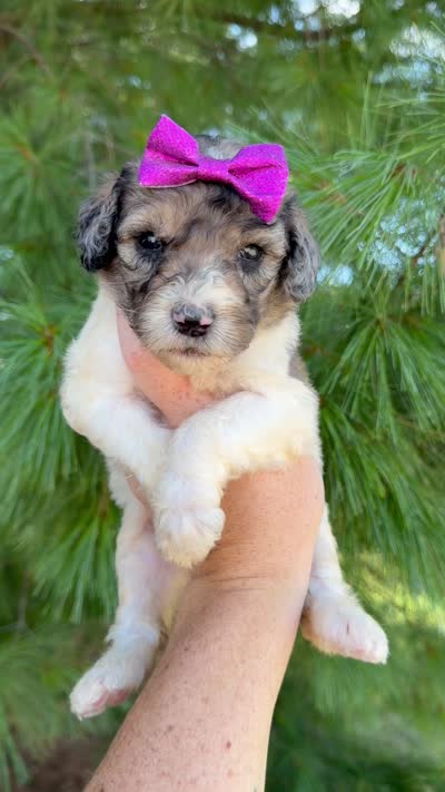 Manhattan - Standard F1b, a female Goldendoodle for sale in Columbia City, IN – 3 of 3