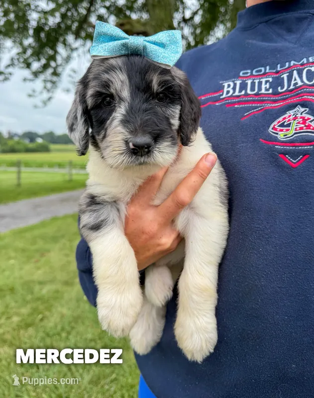 Mercedez - Standard F1b – Goldendoodle puppy for sale in Columbia City, IN