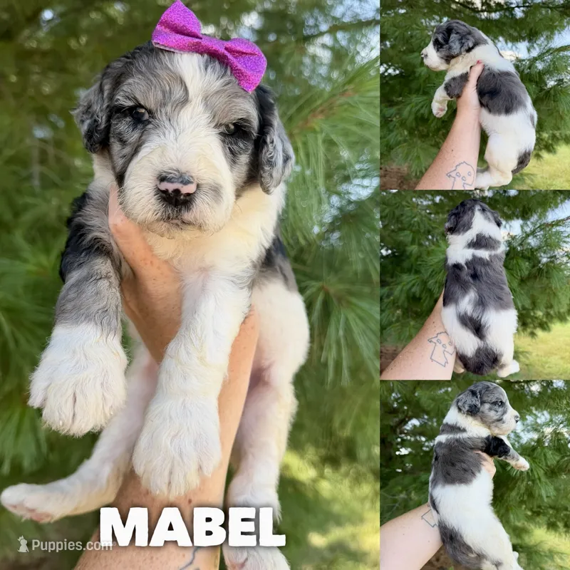Mabel - Standard F1b – Goldendoodle puppy for sale in Columbia City, IN