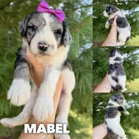 Mabel - Standard F1b, a female Goldendoodle for sale in Columbia City, IN – 1 of 3