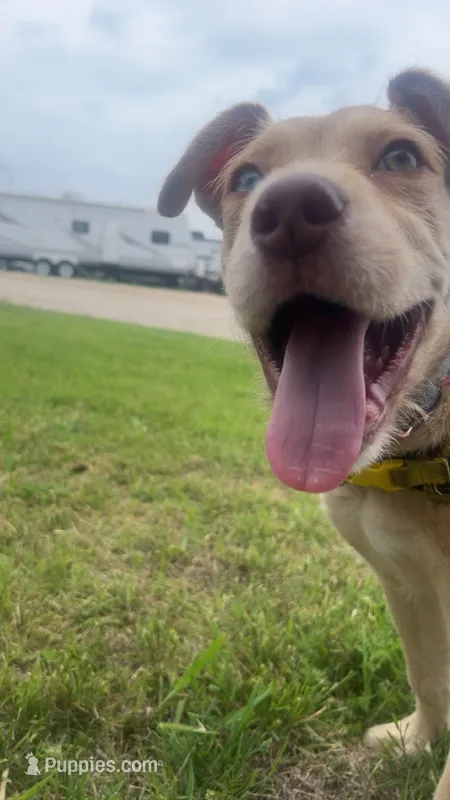 Rosy  – American Bulldog, Goldendoodle puppy for sale in Waxahachie, TX