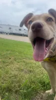 Rosy , a female American Bulldog and Goldendoodle for sale in Waxahachie, TX – 1 of 4