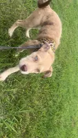 Rosy , a female American Bulldog and Goldendoodle for sale in Waxahachie, TX – 4 of 4