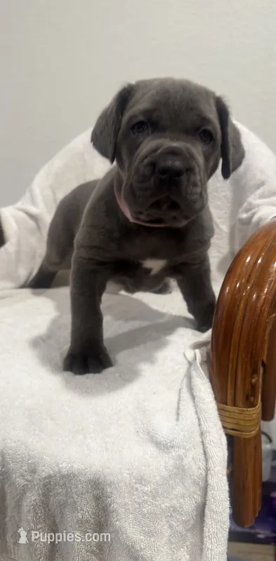 Princess – Cane Corso puppy for sale in New Orleans, LA