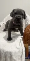 Princess, a female Cane Corso for sale in New Orleans, LA – 1 of 10