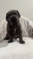 Princess, a female Cane Corso for sale in New Orleans, LA – 6 of 10