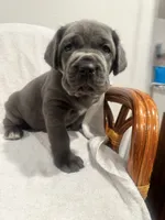 Princess, a female Cane Corso for sale in New Orleans, LA – 5 of 10