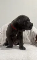 Princess, a female Cane Corso for sale in New Orleans, LA – 10 of 10