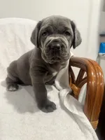 Princess, a female Cane Corso for sale in New Orleans, LA – 3 of 10