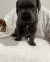 Princess, a female Cane Corso for sale in New Orleans, LA – 8 of 10