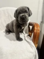 Princess, a female Cane Corso for sale in New Orleans, LA – 2 of 10