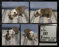 Sky, a male Olde English Bulldogge for sale in Pine Village, IN – Photo 2 of 2