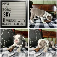 Sky, a male Olde English Bulldogge for sale in Pine Village, IN – Photo 1 of 2