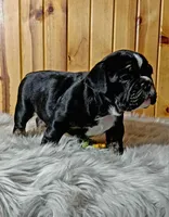 Reba, a female Olde English Bulldogge for sale in Pine Village, IN – Photo 9 of 10