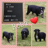 Reba, a female Olde English Bulldogge for sale in Pine Village, IN – Photo 5 of 10