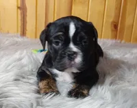 Reba, a female Olde English Bulldogge for sale in Pine Village, IN – Photo 10 of 10
