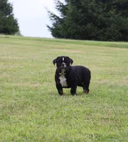 Reba, a female Olde English Bulldogge for sale in Pine Village, IN – Photo 6 of 10