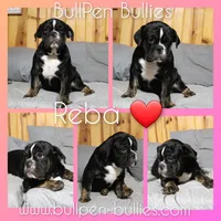 Reba, a female Olde English Bulldogge for sale in Pine Village, IN – Photo 2 of 10